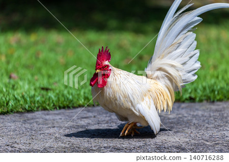 White rooster with red comb, wooden floor, red brick wall, courtyard, documentary close-up photography of animals. 140716288