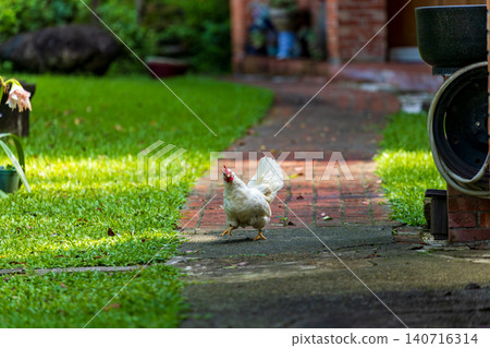 Backyard Hens Spreading Their Wings on the Green Lawn: A Documentary Photographic Work of Natural Animal Ecology Backyard Hens Spreading Their Wings on the Green Lawn: A Documentary Photographic Work of Natural Animal Ecology 140716314