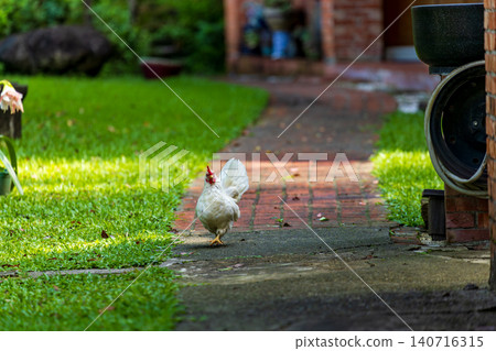 後院母雞群展翅綠草坪自然動物生態紀實攝影作品 後院母雞群展翅綠草坪自然動物生態紀實攝影作品 140716315