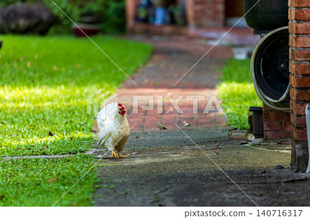 Backyard Hens Spreading Their Wings on the Green Lawn: A Documentary Photographic Work of Natural Animal Ecology Backyard Hens Spreading Their Wings on the Green Lawn: A Documentary Photographic Work of Natural Animal Ecology 140716317