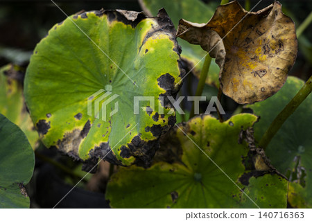 Lotus Leaf Pest Damage Holes Disease, A photo of lotus leaf with pest damage holes and disease, green leaf covered with irregular brown holes, perfect for plant health or agricultural documentary. Lotus Leaf Pest Damage Holes Disease, A photo of lotus leaf with pest damage holes and disease, green leaf covered with irregular brown holes, perfect for plant health or agricultural documentary. 140716363