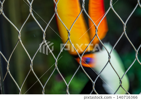 A close-up of a toucan with its large orange beak behind a birdcage's wire mesh. A close-up of a toucan with its large orange beak behind a birdcage's wire mesh. 140716366