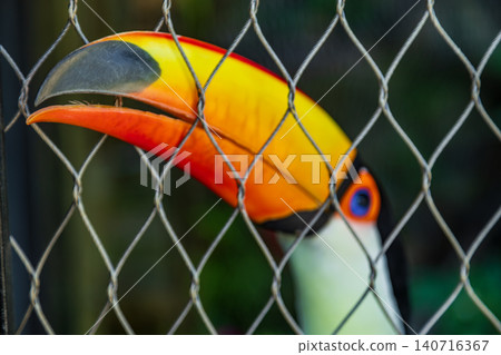 大嘴鳥,鳥籠網柵欄背後橘黃色巨大鳥喙近拍動物特寫 大嘴鳥,鳥籠網柵欄背後橘黃色巨大鳥喙近拍動物特寫 140716367