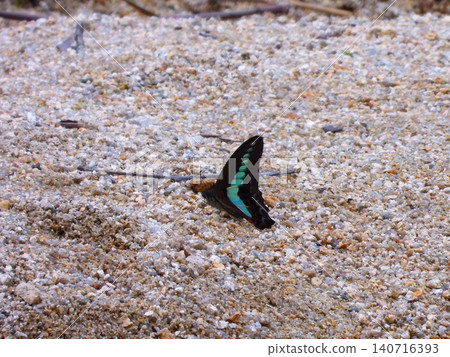 Swallowtail butterfly on sandy ground Swallowtail butterfly on sandy ground 140716393