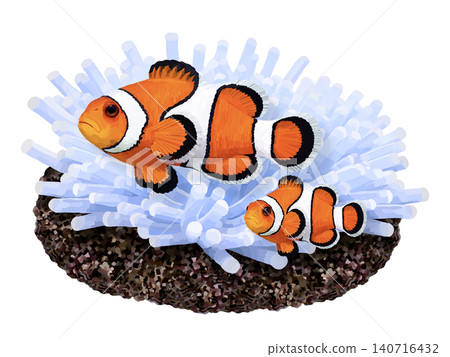 Clownfish and sea anemone (blue) 140716432