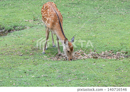 Deer eating grass Nara Park Deer eating grass Nara Park 140716546