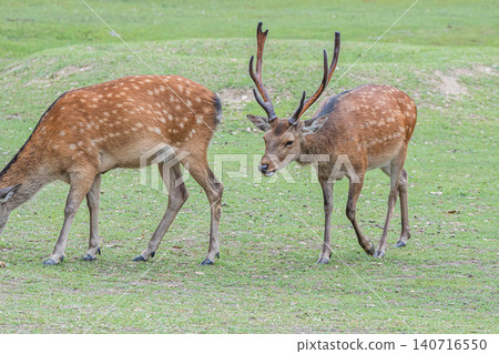 奈良公園的鹿 奈良公園的鹿 140716550