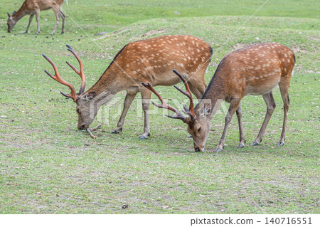 A stag grazing in Nara Park A stag grazing in Nara Park 140716551