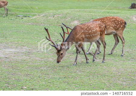 Oshika Nara Park Oshika Nara Park 140716552