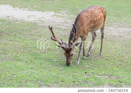 A stag grazing in Nara Park A stag grazing in Nara Park 140716554