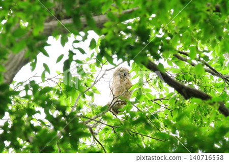 Owl's young bird 140716558
