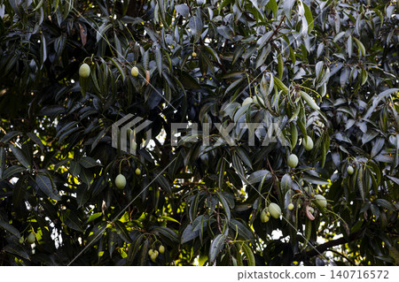 Fresh Green Mangoes Growing On Tree, Beautiful natural foliage for botanical documentary, organic fruit conservation, tropical plantation lifestyle and environment agriculture growth. Fresh Green Mangoes Growing On Tree, Beautiful natural foliage for botanical documentary, organic fruit conservation, tropical plantation lifestyle and environment agriculture growth. 140716572