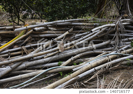 Pile Of Dried Bamboo Poles Stacked On Ground, Beautiful natural harvest for agricultural documentary, organic timber conservation, traditional local construction lifestyle and environment. Pile Of Dried Bamboo Poles Stacked On Ground, Beautiful natural harvest for agricultural documentary, organic timber conservation, traditional local construction lifestyle and environment. 140716577