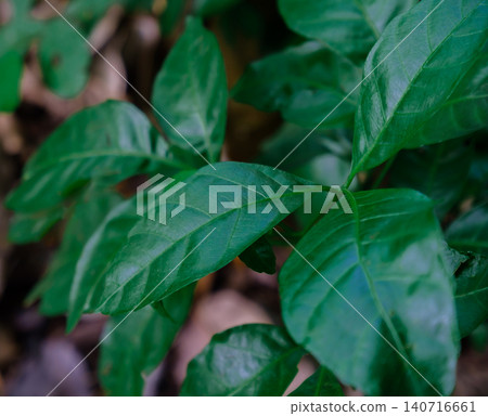 green leaves of mango tree in the garden green leaves of mango tree in the garden 140716661