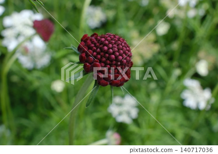 藍盆花芽 藍盆花芽 140717036