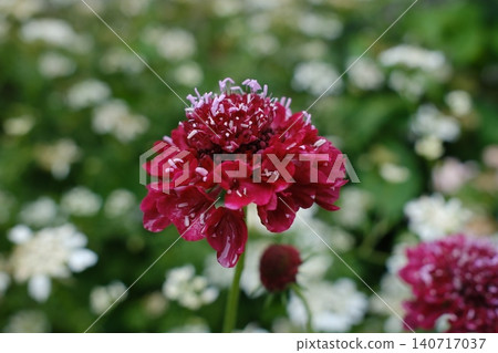 花Scaviosa 花Scaviosa 140717037