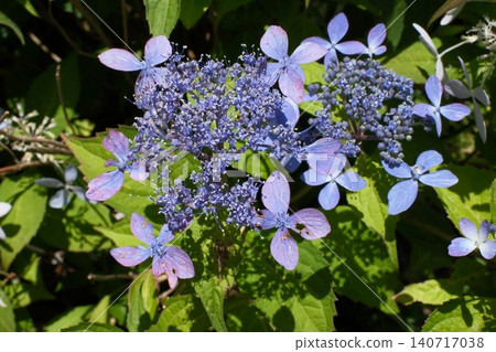 花花繡球 花花繡球 140717038