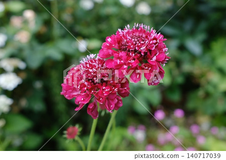 花Scaviosa 花Scaviosa 140717039
