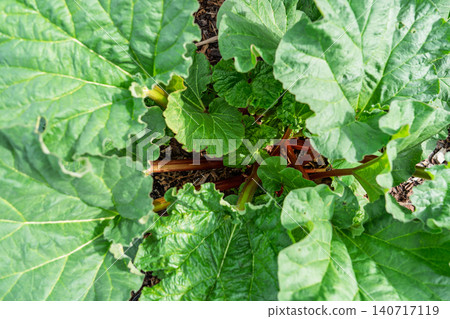 Fresh Rhubarb Plant Growing in a Vegetable Garden Bed with Large Green Leaves and Red Stalks Fresh Rhubarb Plant Growing in a Vegetable Garden Bed with Large Green Leaves and Red Stalks 140717119