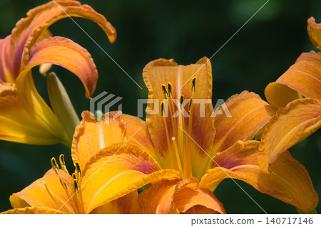 The orange daylily, with its striking frilly petals. The orange daylily, with its striking frilly petals. 140717146