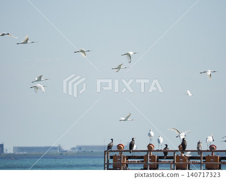 A flock of Black-faced Spoonbills perched on a guide light at Sone Beach and taking flight. A flock of Black-faced Spoonbills perched on a guide light at Sone Beach and taking flight. 140717323