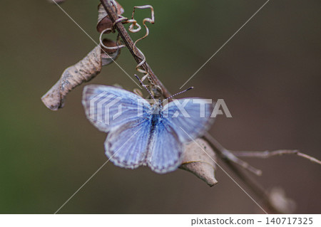A small blue-violet butterfly, the Common Blue, perches with its wings spread. A small blue-violet butterfly, the Common Blue, perches with its wings spread. 140717325