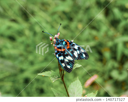美麗的斑葉昆蟲 *Zygaenidae* 是一種名為 *Satsuma Nishiki* 的蛾類。 140717327