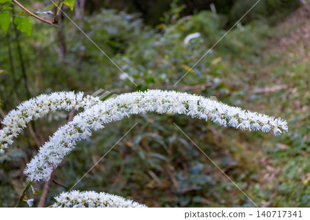 Actaea simplex,一種在山中自然生長的白色刷狀植物 Actaea simplex,一種在山中自然生長的白色刷狀植物 140717341