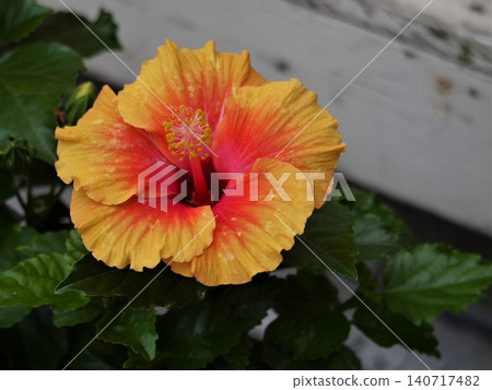Orange hibiscus flowers Orange hibiscus flowers 140717482