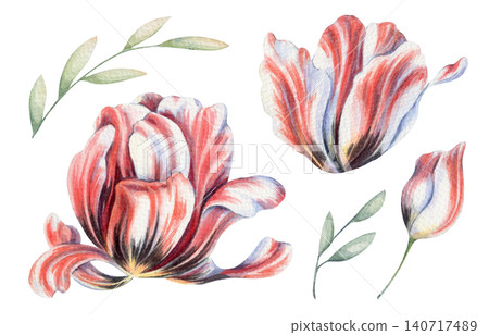 Watercolor parrot tulip set illustration. Hand drawn red white Estella Rijnveld flower with green leaf in vintage botanical style. Floral design for wedding card. Romantic painting for garden graphic. Watercolor parrot tulip set illustration. Hand drawn red white Estella Rijnveld flower with green leaf in vintage botanical style. Floral design for wedding card. Romantic painting for garden graphic. 140717489