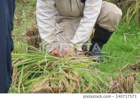 Bundling harvested rice Bundling harvested rice 140717571