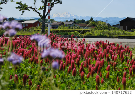 一片稻田，上面盛開著深紅色的三葉草。 140717632