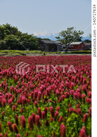 一片稻田，上面盛開著深紅色的三葉草。 140717634