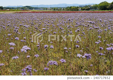 稻田裡盛開著深紅色的三葉草和蓮花。 140717652