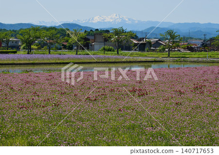 稻田裡盛開著深紅色的三葉草和蓮花。 140717653