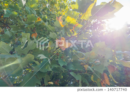 tree, autumnal, sunshine filtering through foliage 140717740
