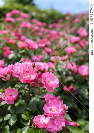 Rose garden in full bloom Rose garden in full bloom 140717760