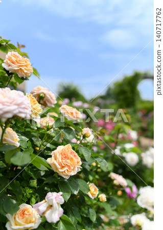 Rose garden in full bloom Rose garden in full bloom 140717762