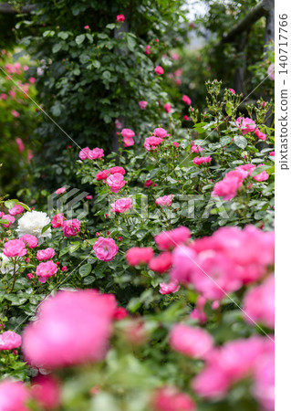 Rose garden in full bloom 140717766