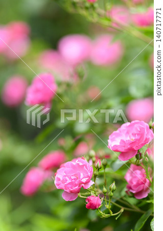 Rose garden in full bloom Rose garden in full bloom 140717771