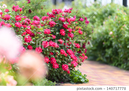 Rose garden in full bloom Rose garden in full bloom 140717778