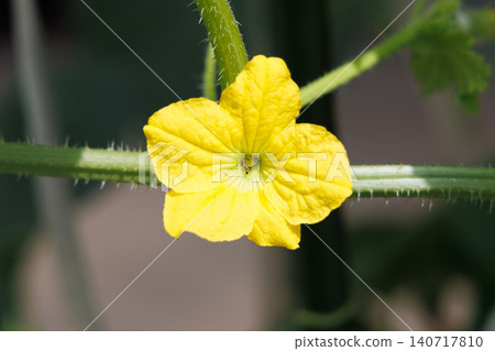 王子瓜花 王子瓜花 140717810