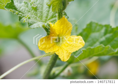 王子瓜花 王子瓜花 140717811