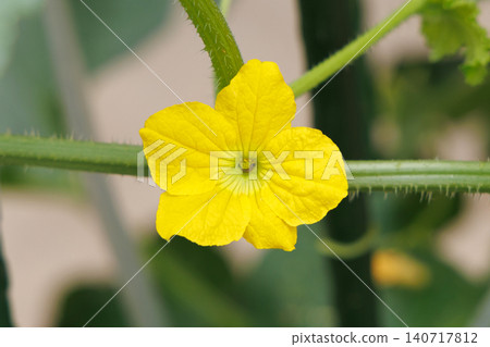 Prince melon flowers Prince melon flowers 140717812