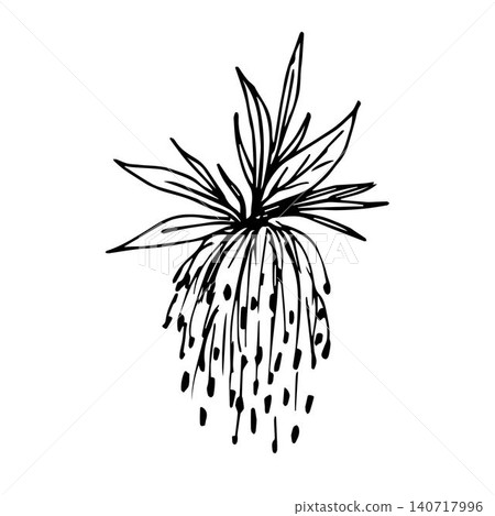 Hand-drawn vector sketch with black outline. Spring fresh leaves, buds of the maple tree. Elements of nature, exotic, tropical flower. Ink drawing. 140717996