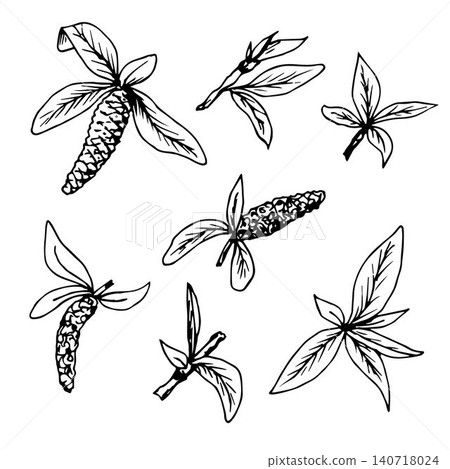 Hand-drawn vector set. Fresh leaves, blossoming buds of willow tree. Spring time. Elements of nature in black outline on a white background. Ink drawing. 140718024