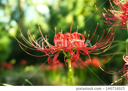 Bright red cluster amaryllis that shines in the green Bright red cluster amaryllis that shines in the green 140718025