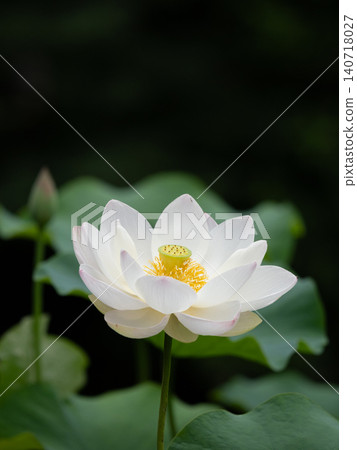 美麗的蓮花盛開。 140718027