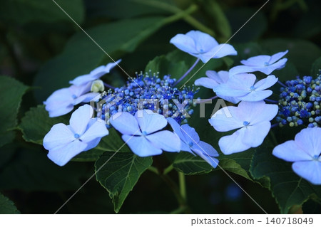 Blue hydrangea 140718049