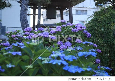 Colorful hydrangeas in the park 140718050